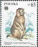 5-postzegel-marmota-marmota-alpenmarmot-murmeltier-polen-1984-postzegelblog