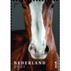 Nederlandse paardenrassen
