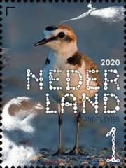 NVPH 3858 - Beleef de natuur - kustvogels (strandplevier)