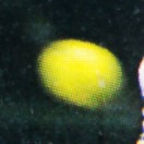 Tennisbal Ivan Lendl