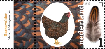 nederlandse-kippenrassen-barnevelder