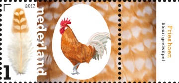 nederlandse-kippenrassen-fries-hoen