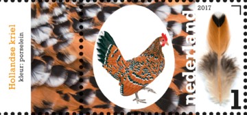 nederlandse-kippenrassen-hollands-kriel