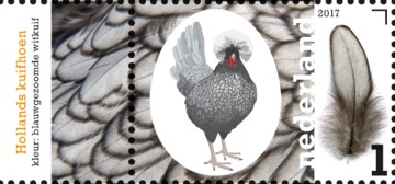 nederlandse-kippenrassen-hollands-kuifhoef