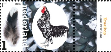 nederlandse-kippenrassen-kraaikop