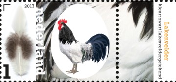 nederlandse-kippenrassen-lakenfelder