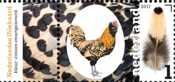 nederlandse-kippenrassen-nederlandse-uilebaard