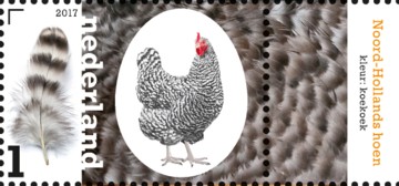 nederlandse-kippenrassen-noord-hollands-hoen