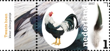 nederlandse-kippenrassen-twents-hoen