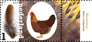 nederlandse-kippenrassen-welsumer