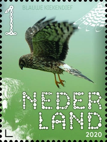 Beleef de natuur - roofvogels en uilen - blauwe kiekendief