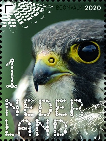 Beleef de natuur - roofvogels en uilen - boomvalk