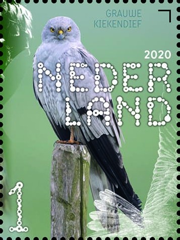 Beleef de natuur - roofvogels en uilen - grauwe kiekendief