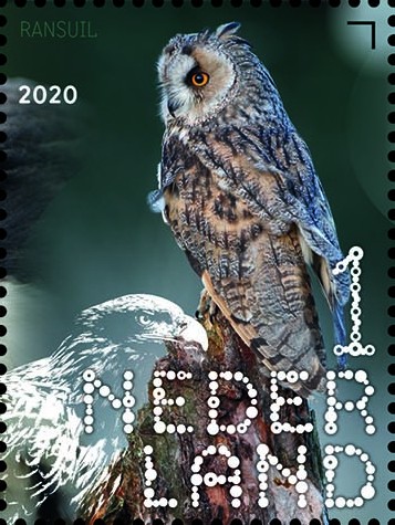 Beleef de natuur - roofvogels en uilen - ransuil