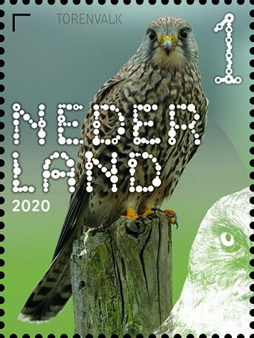 Beleef de natuur - roofvogels en uilen - torenvalk