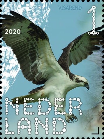 Beleef de natuur - roofvogels en uilen - visarend