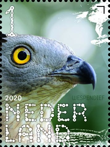 Beleef de natuur - roofvogels en uilen - wespendief