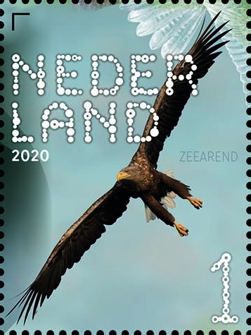 Beleef de natuur - roofvogels en uilen - zeearend