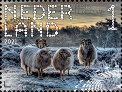 Beleef de natuur - Dwingelderveld - Drents heideschaap