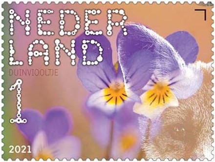 Beleef de Natuur - Duin en Kruidberg - duinviooltje