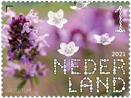 Beleef de Natuur - Duin en Kruidberg - grote tijm