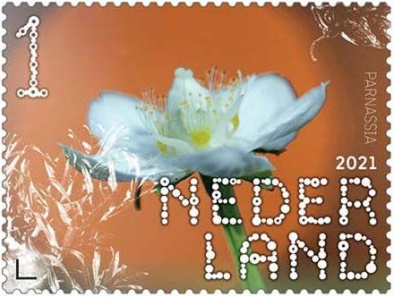 Beleef de Natuur - Duin en Kruidberg - parnassia