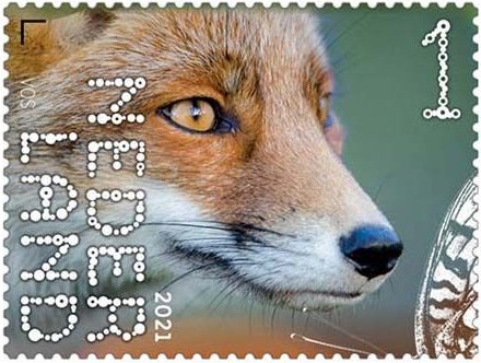 Beleef de Natuur - Duin en Kruidberg - vos