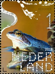 Beleef de natuur - reptielen & amfibieën - heikikker