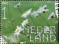 Beleef de natuur - De Onlanden - gewone margriet