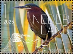 Beleef de natuur - vogels Sint Eustatius - groene reiger