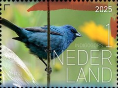 Beleef de natuur - vogels Sint Eustatius - indigogors