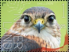 Beleef de natuur - vogels Sint Eustatius - smelleken