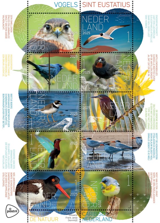 Beleef de natuur - vogels Sint Eustatius